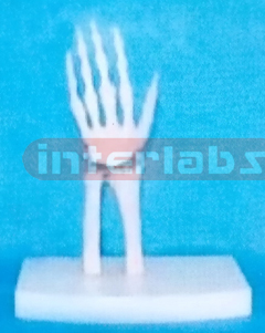 SMALL ADULT HUMAN ARM JOINT